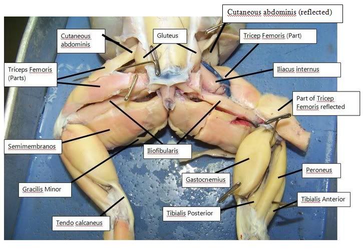 Is the Doctor In? The Human Body - Exploring Science